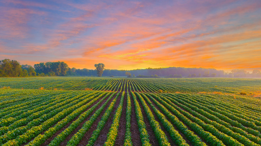 Royalty-Free Stock Photo: Crop field at dawn representing the feeling of reaping joy.