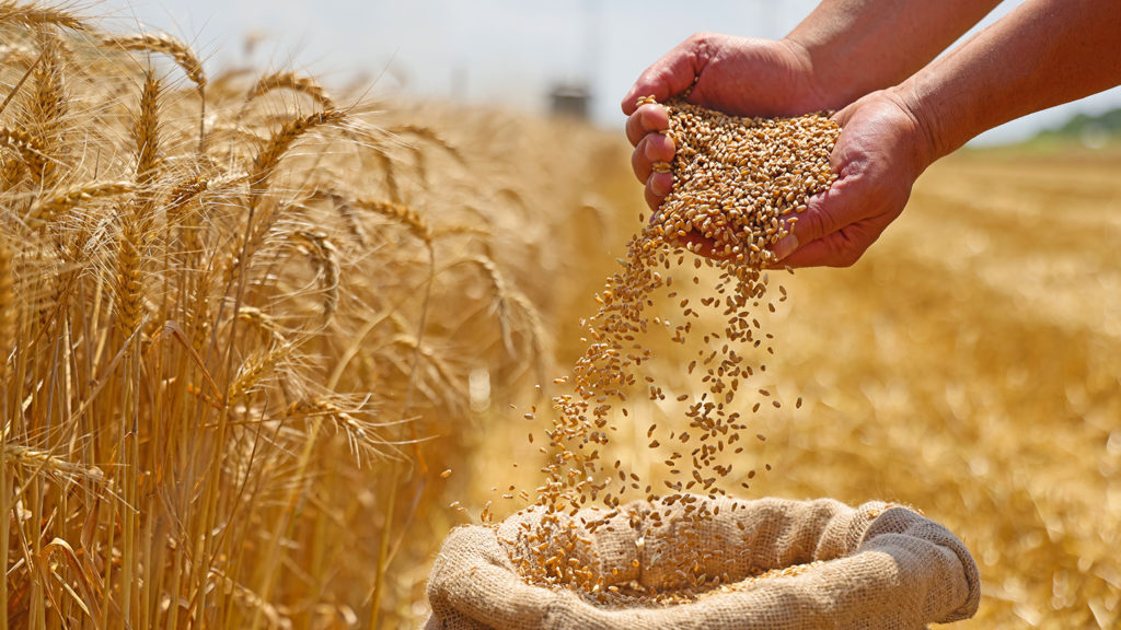 Royalty-Free Stock Photos: Farmer holding wheat grain and reaping joy.