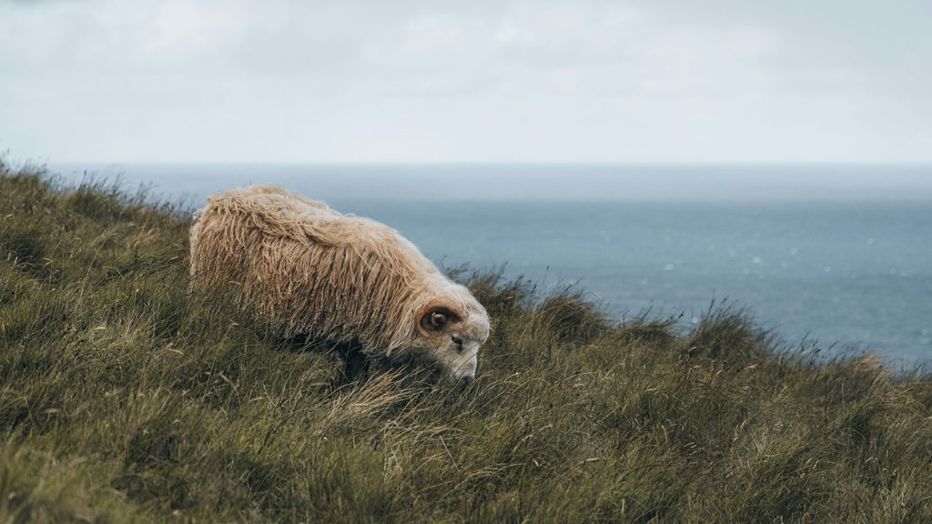 A loon sheep grazes on a hillside overlooking the sea knowing he is relentlessly loved by his shepherd.