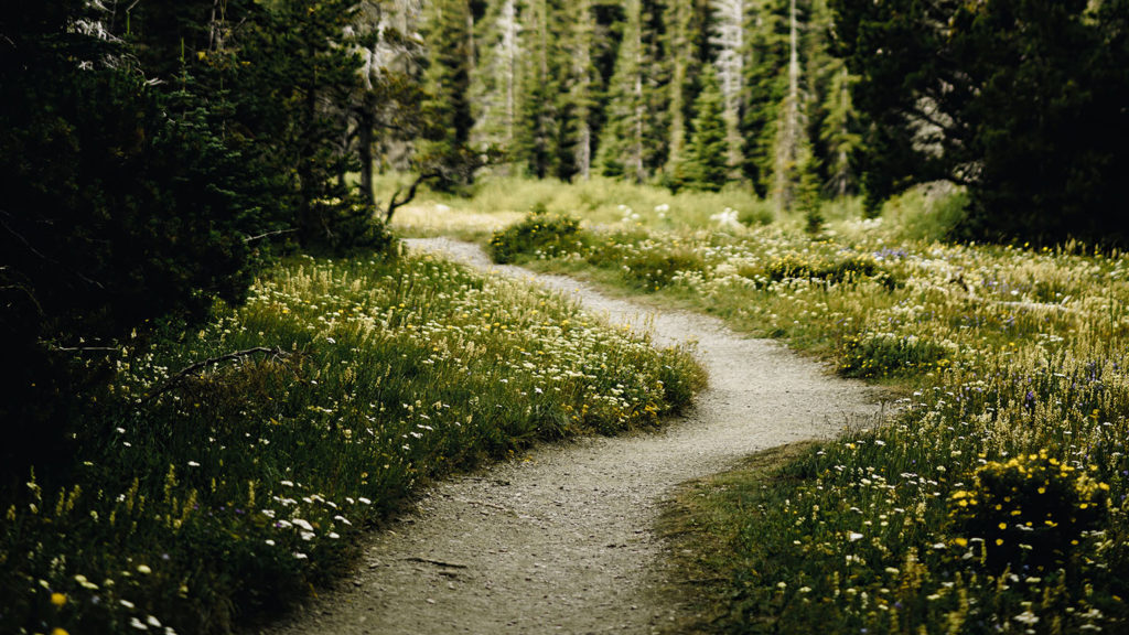 A forest path illustrates the importance of who you listen to when you're trying to find your way.